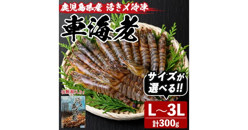 【ふるさと納税】＜サイズが選べる！＞鹿児島県産！活き〆冷凍車海老(L~3Lサイズ・300g)化粧箱入り！くるまえび 海老 海鮮 海産物 国産 九州産 急速冷凍 ギフト 車海老 真空パック 養殖 L LL 3L【車海老日本株式会社】