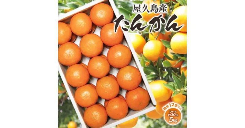 【ふるさと納税】2025年 屋久島産たんかん 約30玉入（約5kg／Lサイズ）＜先行予約／数量限定＞ | ふるさと 納税 お取り寄せ 取り寄せ ご当地 たんかん タンカン くだもの 果物 フルーツ 特産品 名産品 柑橘 柑橘類 かんきつ類 柑橘フルーツ 果実 国産