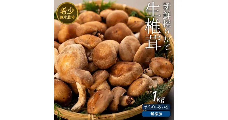 【ふるさと納税】希少・原木栽培！屋久島産・新鮮採りたて生椎茸　1kg（200g×5袋） | しいたけ シイタケ 野菜 屋久島町 鹿児島 九州 きのこ 旬 返礼品 支援品 お取り寄せ