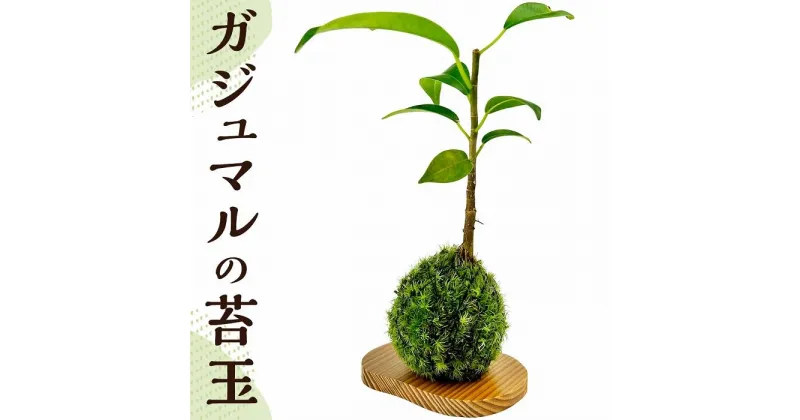 【ふるさと納税】ガジュマルの苔玉(苔玉用屋久杉皿付き) | お家時間　苔　屋久島　ガジュマル