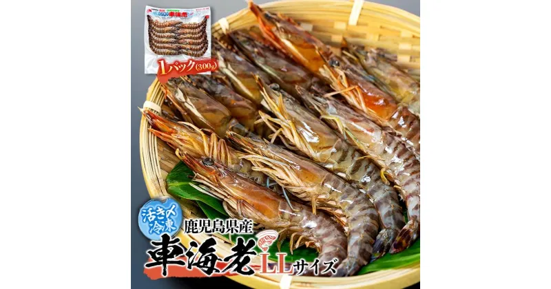 【ふるさと納税】活き〆冷凍 車海老 LLサイズ 300g 鹿児島県産 (養殖) | エビ 海老 送料無料 屋久島 屋久島町 鹿児島 鹿児島県 九州 海鮮 エビフライ エビチリ 魚介類 冷凍 お取り寄せ オススメ