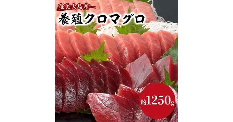 【ふるさと納税】奄美大島産養殖クロマグロ 1,250g以上 まるごと満喫セット 柵5P他 大トロ 中トロ 赤身 かま ホホの身 大容量 冷凍 | 鮪 約1,250g 5柵 刺身 養殖 海鮮丼 手巻き寿司 海鮮 高級 増量 グルメ ギフト おつまみ 瀬戸内町 黒マグロ 送料無料 瀬戸内 鹿児島 九州