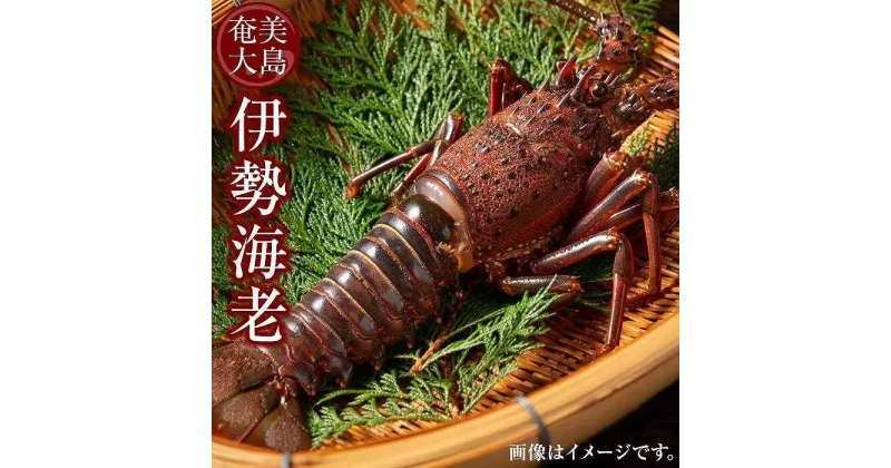 【ふるさと納税】奄美大島 瀬戸内町産 伊勢海老 約2kg（加計呂麻の塩付き） | 2キロ 奄美 奄美大島 エビ 瀬戸内町 鹿児島 鹿児島県 九州 海鮮 送料無料 魚介類 おすすめ 加計呂麻島 塩 お取り寄せ 数量限定 期間限定