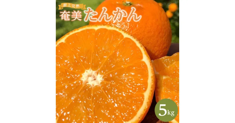 【ふるさと納税】奄美大島産 食べごろ樹上完熟『奄美たんかん』5kg ご家庭用 先行予約 2025年2月上旬より発送