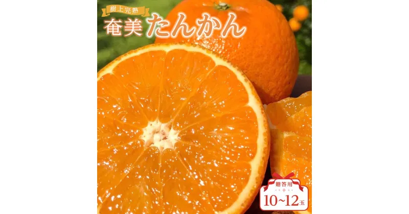 【ふるさと納税】奄美大島産 食べごろ樹上完熟『奄美たんかん』贈答用 10～12玉 先行予約 2025年2月上旬より発送