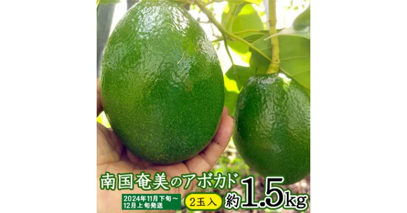 【ふるさと納税】【2024年発送】南国奄美のアボカド 約1.5kg（2玉入） 鹿児島県 奄美群島 奄美大島 龍郷町 国産 奄美産 青果 果物 くだもの フルーツ 森のバター 不飽和脂肪酸 ビタミン ミネラル 葉酸 クリーミー 濃厚 なめらか お取り寄せ 農家直送