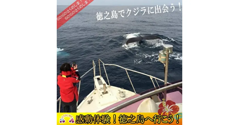 【ふるさと納税】〜さぁ徳之島の海へ旅しよう〜感動の瞬間！クジラウォッチング体験（3時間）