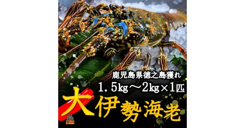 【ふるさと納税】《地魚専門店 鮮魚 魚一さん直送》～徳之島獲れ！“大”伊勢海老（1匹）