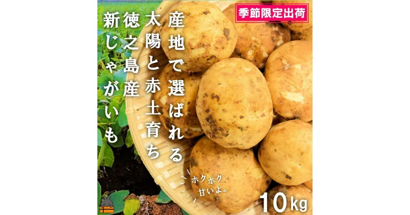 【ふるさと納税】《2025年春お届け！》～これからは産地で選びたくなる～徳之島産新じゃがいも（10kg） ( バレイショ 野菜 旬 春 徳之島 奄美 鹿児島 肉じゃが カレー じゃがバター 美味しい 人気 オススメ )