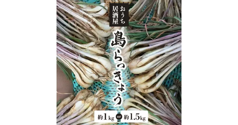 【ふるさと納税】【2025年先行予約】 島らっきょう 選べる 約 1kg or 1.5kg 沖永良部島産 4月初旬 ～ 7月下旬 野菜 らっきょう シャキシャキ 食欲 無農薬 減化学肥料栽培 天ぷら お酒の肴 期間 数量 限定 まるとよ農産 鹿児島 和泊町 おすすめ ランキング プレゼント ギフト