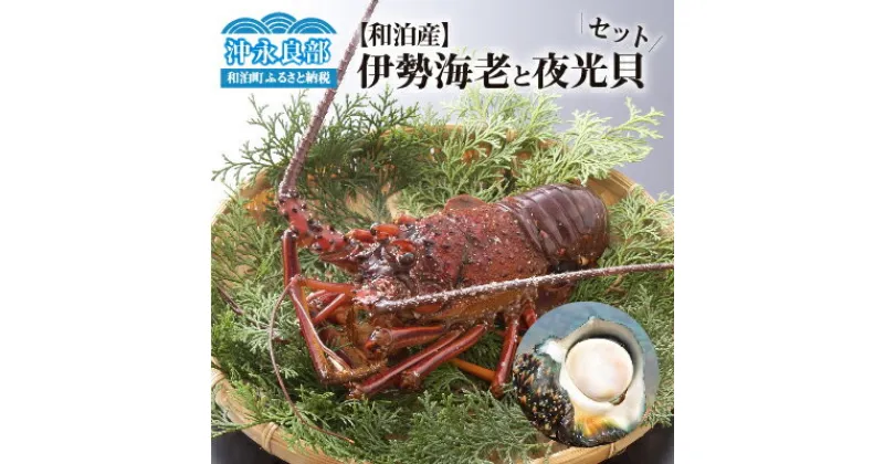 【ふるさと納税】伊勢海老 約 2kg 6〜8尾 夜光貝 1〜2個 食べ比べ セット 天然 活き〆冷凍 漁師直送 素潜り漁 急速 冷凍 新鮮 おすすめ グルメ プレゼント 贈答品 お取り寄せ 海産物 縁起物 バーベキュー グリル ボイル 味噌汁 グラタン パエリア 沖永良部島 送料無料