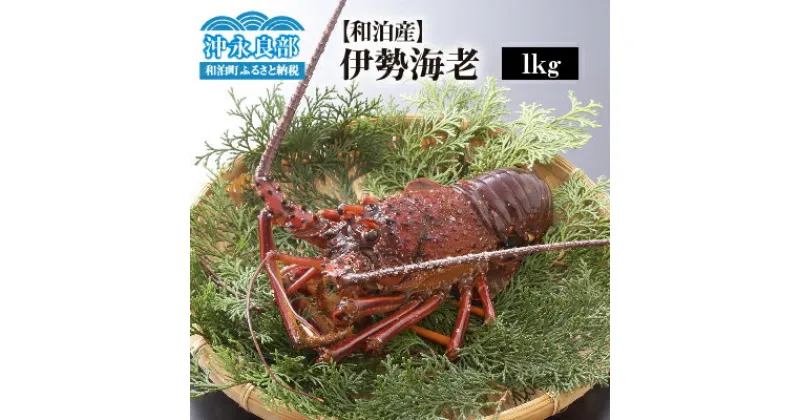 【ふるさと納税】伊勢海老 約 1kg 3～4尾 天然 活き〆 急速 冷凍 漁師直送 新鮮 グルメ 食品 海老 魚介類 海産物 縁起物 バーベキュー グリル ボイル 味噌汁 グラタン パエリア 特産品 鹿児島県 和泊町 沖永良部島 お取り寄せ 送料無料