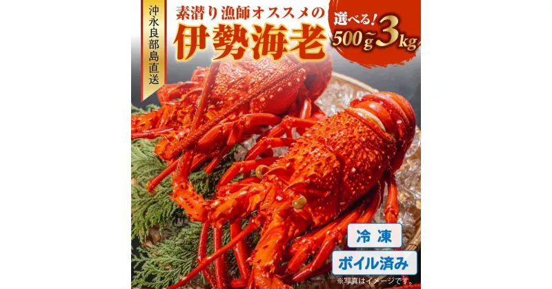 【ふるさと納税】＜選べる＞ ボイル済み 冷凍 伊勢海老 約500g ～ 3kg 沖永良部島 直送 素潜り漁師 オススメ えび 海老 イセエビ 高級 ボイル 茹で 国産 新鮮 鮮度 魚介 産地直送 味噌汁 鍋 焼きエビ マヨネーズ焼き 西郷食堂 鹿児島 和泊町 ランキング プレゼント ギフト