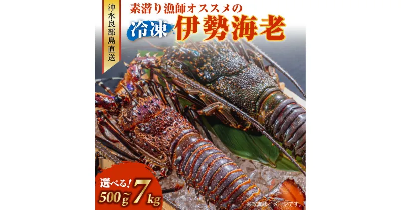 【ふるさと納税】＜選べる＞ 冷凍 伊勢海老 約500g ～ 7kg 沖永良部島 直送 素潜り漁師 オススメ えび 海老 伊勢えび イセエビ 高級 国産 新鮮 鮮度 魚介 海鮮 甲殻類 産地直送 生冷凍 活 濃厚 出汁 味噌汁 鍋 焼きエビ 西郷食堂 鹿児島 和泊町 ランキング プレゼント ギフト