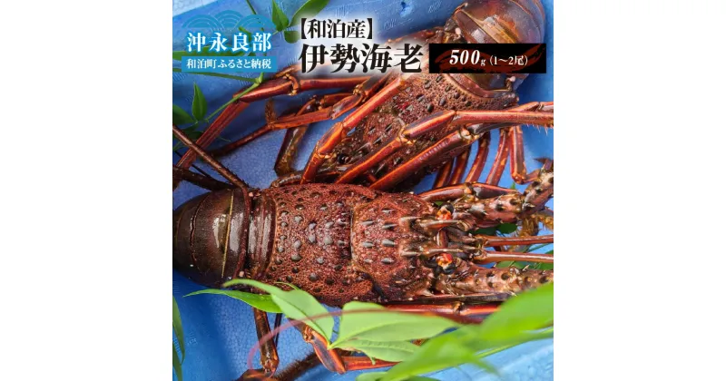 【ふるさと納税】伊勢海老 約500g 1〜2尾 天然 活き〆冷凍 漁師直送 素潜り漁 急速 冷凍 新鮮 おすすめ グルメ プレゼント 贈答品 お取り寄せ 海産物 縁起物 バーベキュー グリル ボイル 味噌汁 グラタン パエリア 特産品 沖永良部島 送料無料