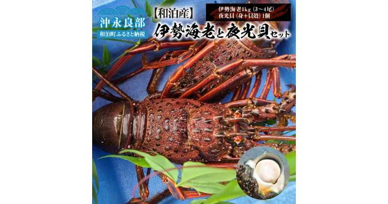 【ふるさと納税】伊勢海老 約1kg 3~4尾 夜光貝 1個 食べ比べ セット 天然 活き〆冷凍 漁師直送 素潜り漁 冷凍 新鮮 おすすめ グルメ プレゼント 贈答品 お取り寄せ 海産物 縁起物 バーベキュー グリル ボイル 味噌汁 グラタン パエリア バター焼き 沖永良部島 送料無料