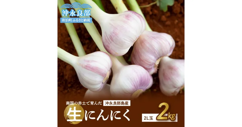 【ふるさと納税】【2025年先行予約】 生にんにく 2L玉 2kg 24個 ～ 28個 農家厳選 南国の赤土で育んだ 3月下旬 ～ 4月下旬 にんにく 野菜 期間 数量 限定 逸品 貴重 沖永良部 秀品 濃厚 おつまみ 肉厚 新鮮 国産 島農園 鹿児島 和泊町 おすすめ ランキング プレゼント ギフト