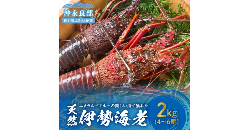 【ふるさと納税】伊勢海老 天然 沖永良部島産 4尾 ～ 6尾 2kg 活〆 冷凍 新鮮 プリプリ 濃厚 甘み 旨み 凝縮 美味しい お刺身 海鮮 魚介類 海産物 バーベキュー お取り寄せグルメ 鹿児島県 和泊町 送料無料