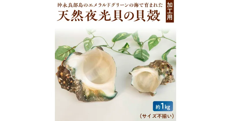 【ふるさと納税】天然 夜光貝 貝殻 加工用 約 1kg サイズ不揃い 素材 ジュエリー用 インテリア用 アクセサリー用 オリジナル小物 沖永良部島 幸運を運び 災いを転じる 魔除けの貝 真珠色 鹿児島県 和泊町 お取り寄せ 雑貨 置物 送料無料