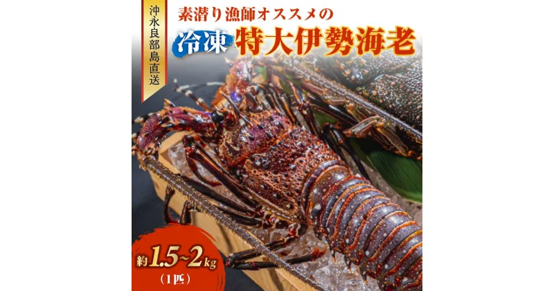 【ふるさと納税】特大 冷凍 伊勢海老 約 1.5～2キロ 1匹 沖永良部島直送 素潜り漁師 オススメ 素潜り漁 新鮮 鮮度保持 グルメ お取り寄せ 海産物 味噌汁 お鍋 シメ 旨味 出汁 唐揚げ 雑炊 特産品 沖永良部島 送料無料