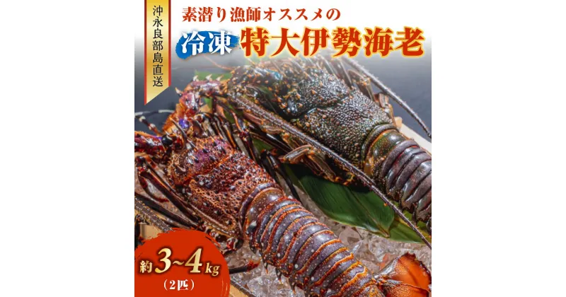 【ふるさと納税】特大 冷凍 伊勢海老 約 3～4キロ 2匹 沖永良部島直送 素潜り漁師 オススメ 素潜り漁 新鮮 鮮度保持 グルメ お取り寄せ 海産物 味噌汁 お鍋 シメ 旨味 出汁 唐揚げ 雑炊 特産品 沖永良部島 送料無料