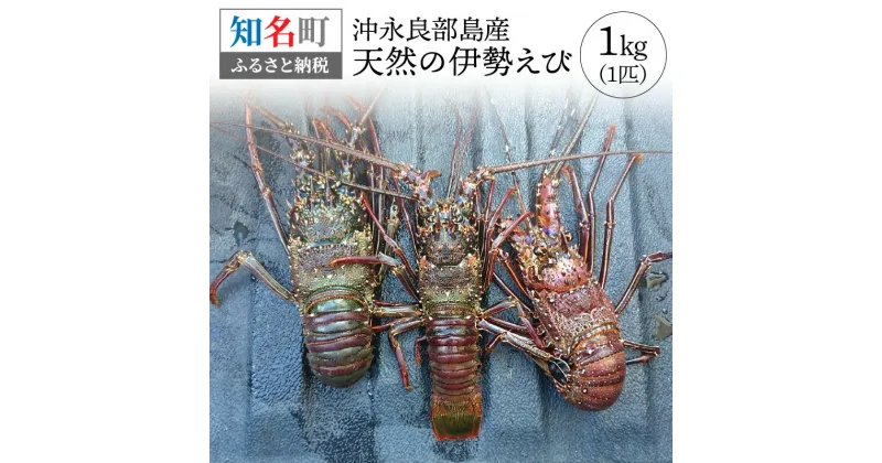 【ふるさと納税】沖永良部島産 天然の伊勢えび 1kg 1匹 伊勢海老 海老 季節限定 限定 素潜り 冷凍 急速冷凍 魚介 甲殻類 ぷりぷり 人気 お取り寄せ お取り寄せグルメ ボイル 焼き海老 みそ汁 おもてなし 豪華 お祝い 送料無料