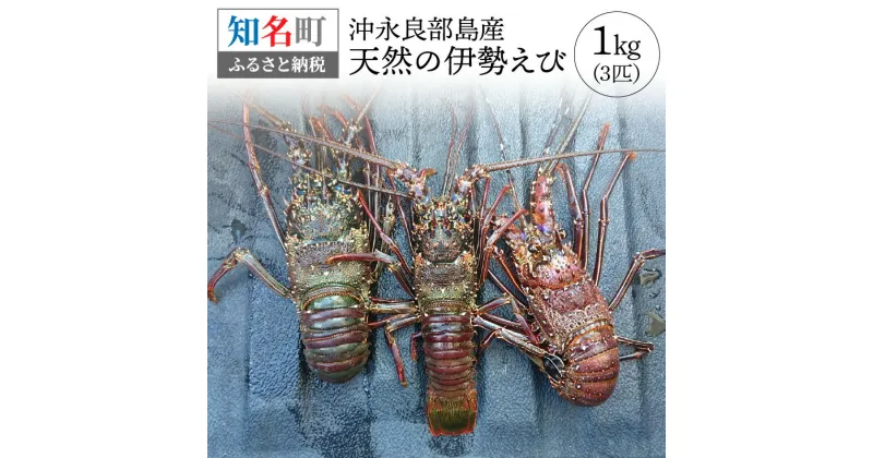 【ふるさと納税】沖永良部島産 天然の伊勢えび 1kg 3匹 伊勢海老 海老 季節限定 限定 素潜り 冷凍 急速冷凍 魚介 甲殻類 ぷりぷり 人気 お取り寄せ お取り寄せグルメ ボイル 焼き海老 みそ汁 おもてなし 豪華 お祝い 送料無料