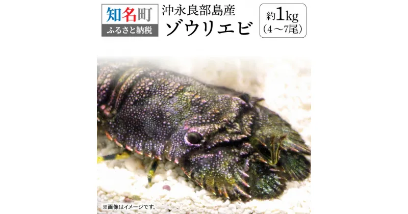 【ふるさと納税】沖永良部島産 ゾウリエビ 約1kg 4~7尾 えび 希少 旨味 甘味 甲殻類 魚介類 海の幸 刺身 塩ゆで 急速冷凍 漁師直送 産地直送 人気 おすすめ オススメ お取り寄せ グルメ 送料無料