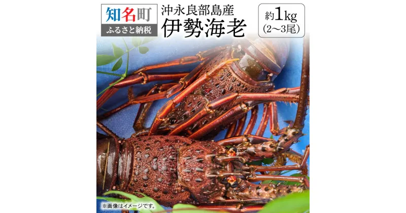 【ふるさと納税】沖永良部島産 伊勢海老 約1kg 2~3尾 1000g 海老 季節限定 限定 冷凍 急速冷凍 魚介 甲殻類 人気 お取り寄せ お取り寄せグルメ ボイル 焼き海老 みそ汁 おもてなし 豪華 お祝い 漁師直送 送料無料