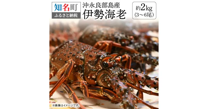 【ふるさと納税】沖永良部島産 伊勢海老 約2kg 3~6尾 1000g 海老 季節限定 限定 冷凍 急速冷凍 魚介 甲殻類 人気 お取り寄せ お取り寄せグルメ ボイル 焼き海老 みそ汁 おもてなし 豪華 お祝い 漁師直送 送料無料