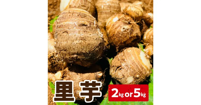 【ふるさと納税】【2025年先行予約】＜容量選べる＞ 新鮮 おいしい 里芋 石川早生丸 2kg or 5kg 5月お届け 野菜 ベジタブル ベジタリアン ミネラル豊富 先行予約 先行受付 予約 料理 調理 沖永良部産 堀りたて 穐田農園 ふるさと納税 知名町 おすすめ ランキング プレゼント