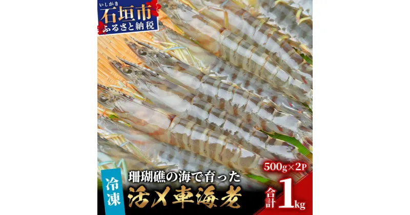 【ふるさと納税】車えび1kg【冷凍】50尾 ～ 65尾 沖縄県 石垣島 石垣市 クルマエビ くるまえび Sサイズ【嬉しい真空パック】BE-6