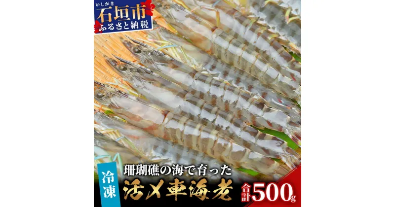 【ふるさと納税】車えび 500g 冷凍 25尾 ～ 33尾 Sサイズ 真空パック | ふるさと納税 車えび 車海老 クルマエビ 海老 エビ 海鮮 国産 ふるさと 沖縄県 沖縄 石垣 石垣島 石垣市 人気 送料無料 BE-5