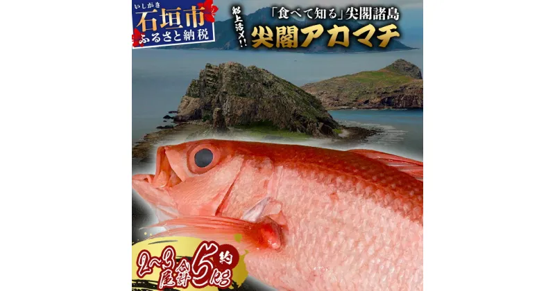 【ふるさと納税】[予約受付] [2024年3月順次発送]高級ブランド魚 尖閣赤マチ 2～3尾 合計約5kg 下処理済 [沖縄三大高級魚]尖閣諸島 刺身 焼魚 煮物 鮮魚 冷凍 ムニエル 天然 洋食 和食 白身魚 高級魚