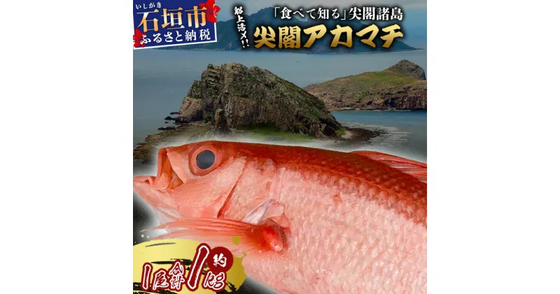 【ふるさと納税】[予約受付] [2024年3月以降順次発送]高級ブランド魚 尖閣赤マチ 1尾 約1kg 下処理済 [沖縄三大高級魚] 尖閣諸島 刺身 焼魚 煮物 鮮魚 冷凍 ムニエル 天然 洋食 和食 白身魚 高級魚 GK-3