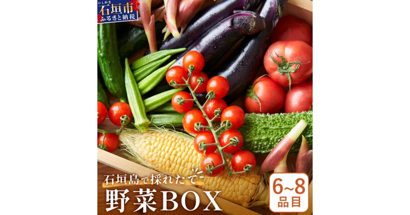 【ふるさと納税】石垣島産 野菜BOX　1箱【6~8種類】野菜パワーをあなたに！！CK-1【野菜セット おまかせセット 旬 季節のお野菜 旬の野菜セット 詰め合わせ 島野菜 沖縄県 石垣市 石垣島 石垣 】