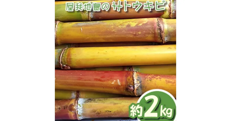 【ふるさと納税】【数量限定】屋我地島のサトウキビ　約2キロ【2024年12月頃から発送予定】 おやつ　お菓子　珍しい お土産　沖縄みやげ　国産　県産 沖縄 おきなわ 短冊型 自然 甘み イネ科 ミネラル 食物繊維 さとうきび 果汁 エネルギー