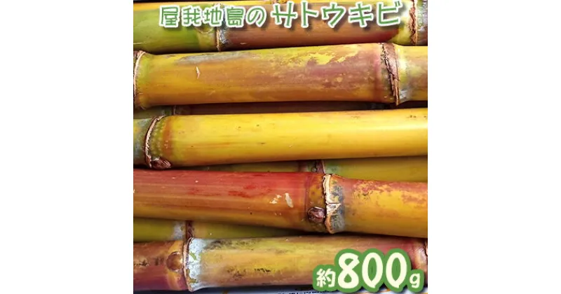 【ふるさと納税】【数量限定】屋我地島のサトウキビ　約800g【2024年12月頃から発送予定】 おやつ　お菓子　珍しい お土産　沖縄みやげ　国産　県産 沖縄 おきなわ 短冊型 自然 甘み イネ科 ミネラル 食物繊維 さとうきび 果汁 エネルギー