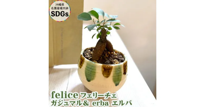 【ふるさと納税】『feliceフェリーチェ』ガジュマル＆ erba エルバ【名護産植木鉢SDGs】 やちむん 焼き物 陶芸 ガジュマル 植木鉢 体験 伝統 工芸 鑑賞用 観葉植物 インテリア 初心者 ふるさと納税 沖縄 おきなわ 名護 なご 植物 国産 育てやすい