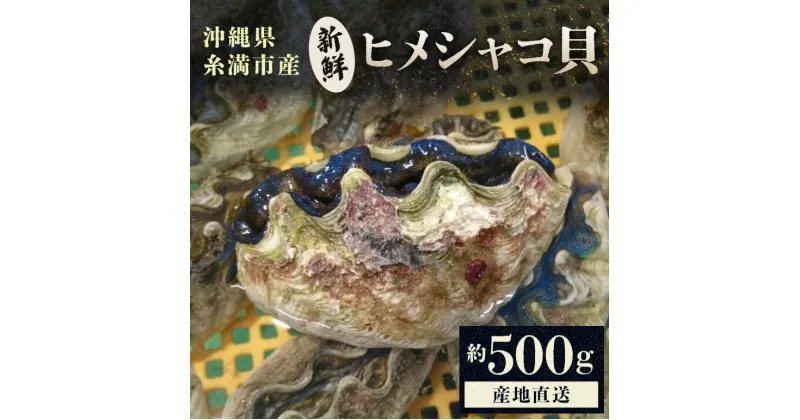 【ふるさと納税】【産地直送】「海人のまち」で水揚げ！新鮮なヒメシャコ貝 約500g 海鮮 貝 シャコ貝 ヒメシャコ貝 刺身 魚介 魚貝 海産物 冷凍 お刺身 産地直送 国産 沖縄 沖縄県産 浜焼き BBQ バーベキュー アウトドア キャンプ 煮物 おつまみ 晩酌 送料無料