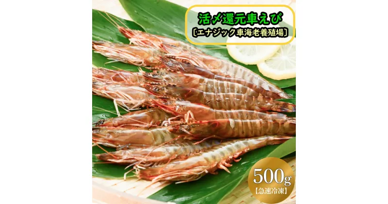 【ふるさと納税】活〆還元車えび（急速冷凍・500g）【エナジック車海老養殖場】