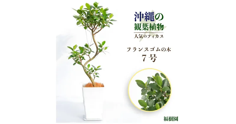 【ふるさと納税】沖縄の観葉植物　人気のフィカス　フランスゴム7号　角鉢　観葉植物　フランスゴム　インテリア　ゴムの木　鉢付き　おしゃれ　インテリアグリーン　緑のある暮らし　ハウスプラント　沖縄　うるま市　7号 福樹園