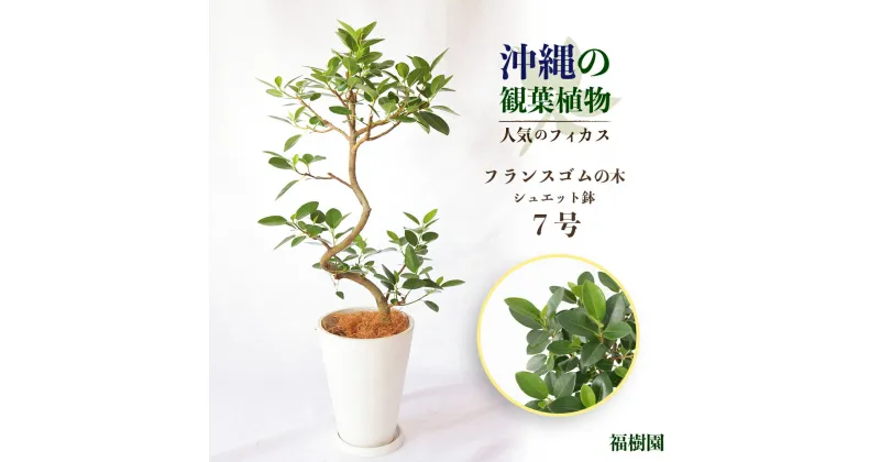 【ふるさと納税】沖縄の観葉植物 人気のフィカス フランスゴム7号 シュエット鉢　観葉植物　フランスゴム　鉢　インテリア　7号　ゴムの木　鉢付き　インテリアグリーン　緑のある暮らし　沖縄　うるま市