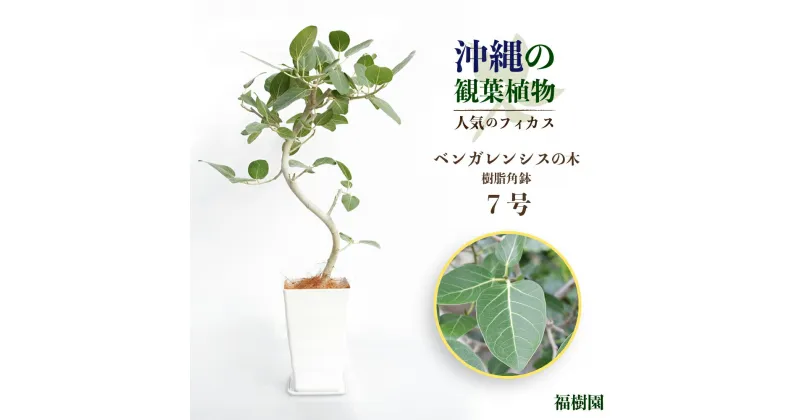 【ふるさと納税】沖縄の観葉植物　人気のフィカス ベンガレンシス7号　角鉢　観葉植物　フィカス　ベンガレンシス　7号　インテリア　鉢セット　鉢付き　緑のある暮らし　インテリアグリーン　うるま市　沖縄