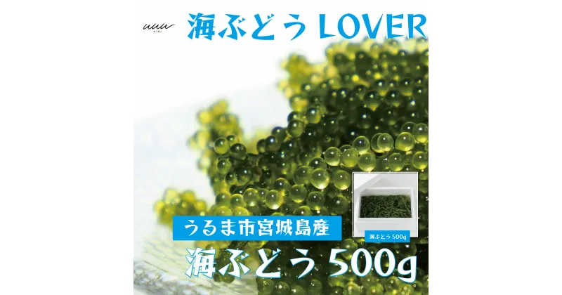 【ふるさと納税】海ぶどうLover　500gパック【2024年4月より順次発送】　沖縄　ふるさと納税　海ぶどう　ぷちぷち　大容量　サラダ　海鮮丼