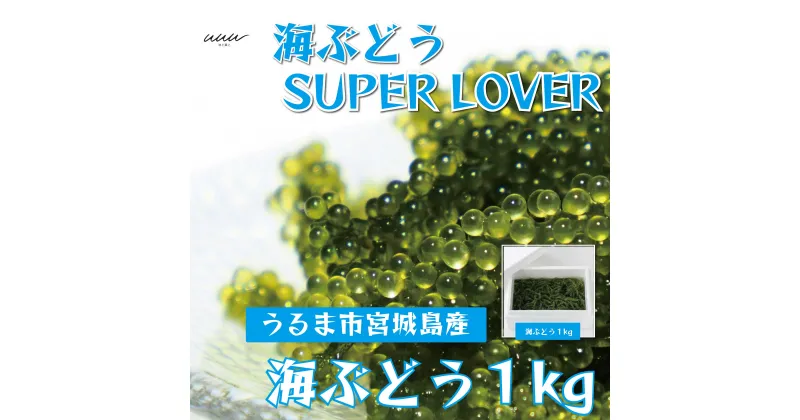 【ふるさと納税】海ぶどうSuperLover　大容量1kgパック【2024年4月より順次発送】　沖縄　ふるさと納税　海ぶどう　ぷちぷち　大容量　サラダ　海鮮丼