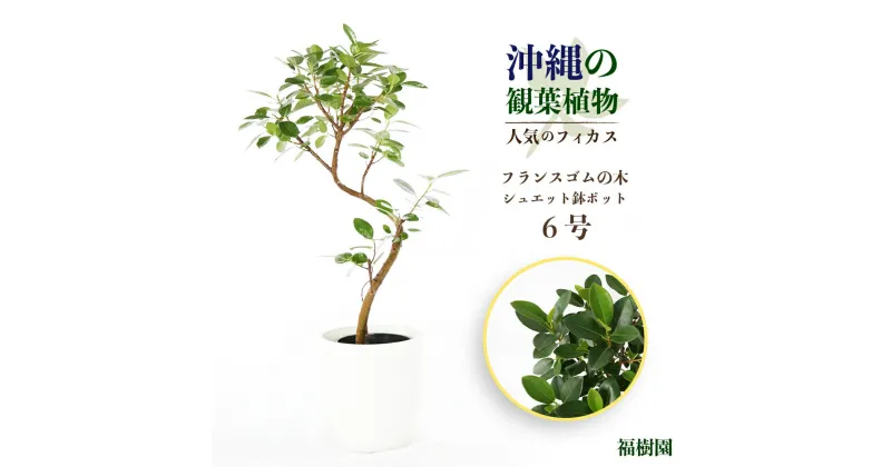 【ふるさと納税】沖縄の観葉植物 人気のフィカス フランスゴム6号 シュエット鉢ポット　観葉植物　植物　沖縄　ふるさと納税　フィカス　鑑賞　クワ科　ゴムの木　おしゃれ　インテリア　鉢付き　シュエットポット　うるま市緑のある暮らし　インテリアグリーン