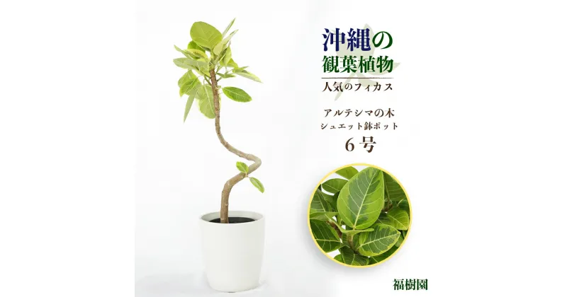 【ふるさと納税】沖縄の観葉植物 人気のフィカス アルテシマ6号 シュエット鉢ポット 植物　沖縄　ふるさと納税　フィカス　鑑賞　インテリア　アルテシマ　緑のある暮らし　インテリアグリーン aonoki 福樹園