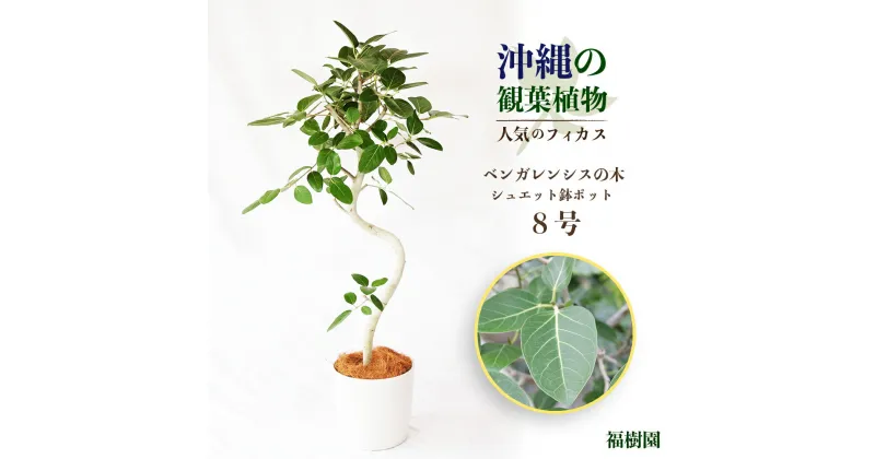 【ふるさと納税】沖縄の観葉植物　人気のフィカス　ベンガレンシス8号　シュエット鉢ポット　観葉植物　フィカス　ベンガレンシス　8号　インテリア　鉢セット　鉢付き　緑のある暮らし　インテリアグリーン　うるま市　沖縄　アルテシマ　ウンベラータ　フランスゴム