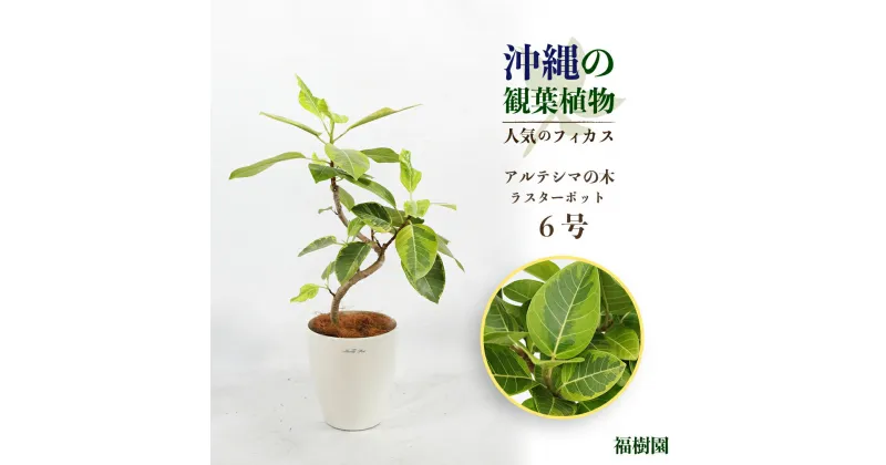 【ふるさと納税】沖縄の観葉植物 人気のフィカス アルテシマ6号 ラスターポット　植物　沖縄　ふるさと納税　フィカス　鑑賞　インテリア　アルテシマ　ゴムの木　おしゃれ　鉢付き　インテリアグリーン　緑のある暮らし　沖縄　うるま市